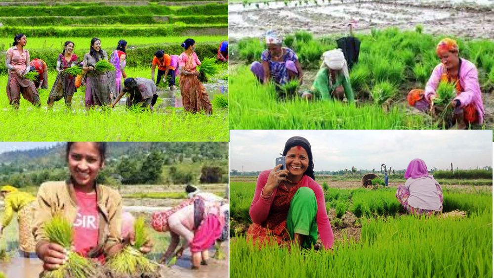 देशभर ६० प्रतिशत रोपाइँ सम्पन्न