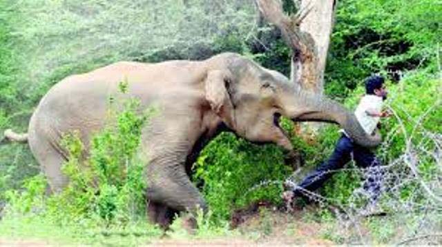 हात्तीको आक्रमणमा परी कञ्चनपुरमा  एक  जनाको मृत्यू