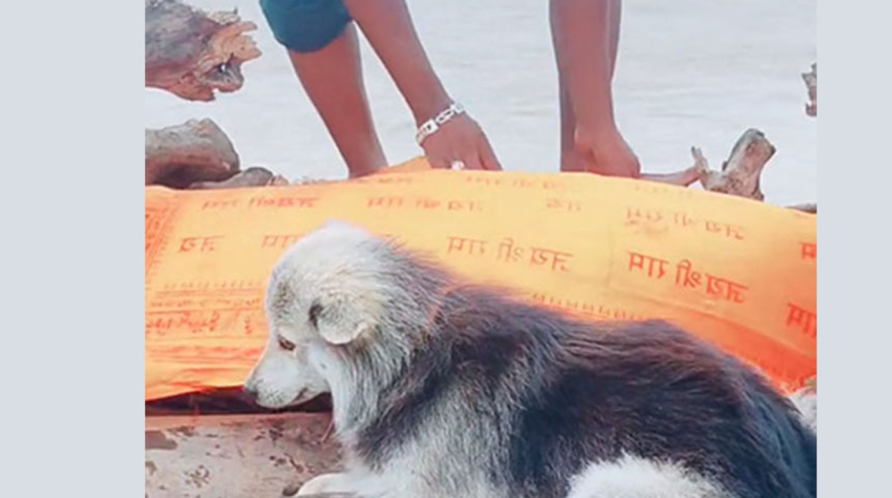 कैलालीमा जब आफ्नो मालिकको शव पछ्याउँदै चितामा चढ्यो कुकुर