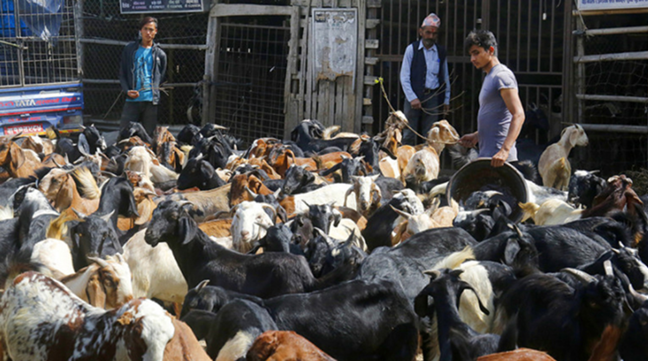 कर्णाली प्रदेशले गर्यो ५० हजार खसीबोका निर्यात