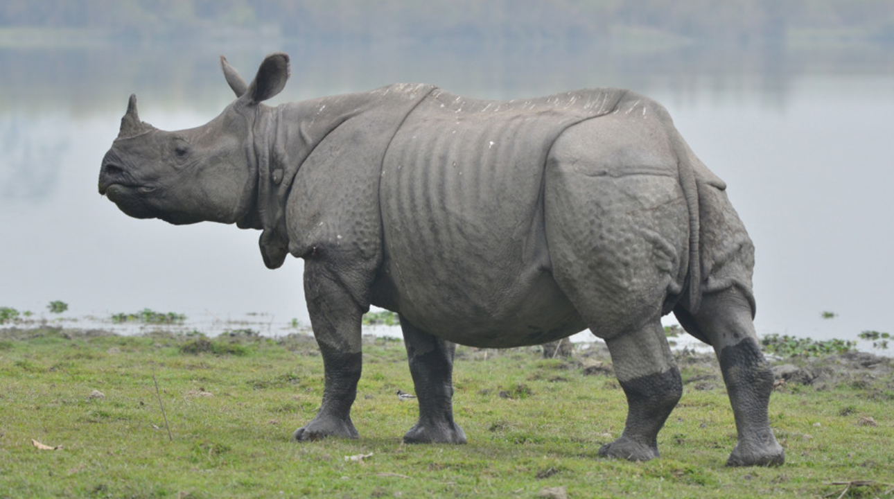 पसिना बगाएर फलाएको  धान गैँडाले पार्‍यो नष्ट