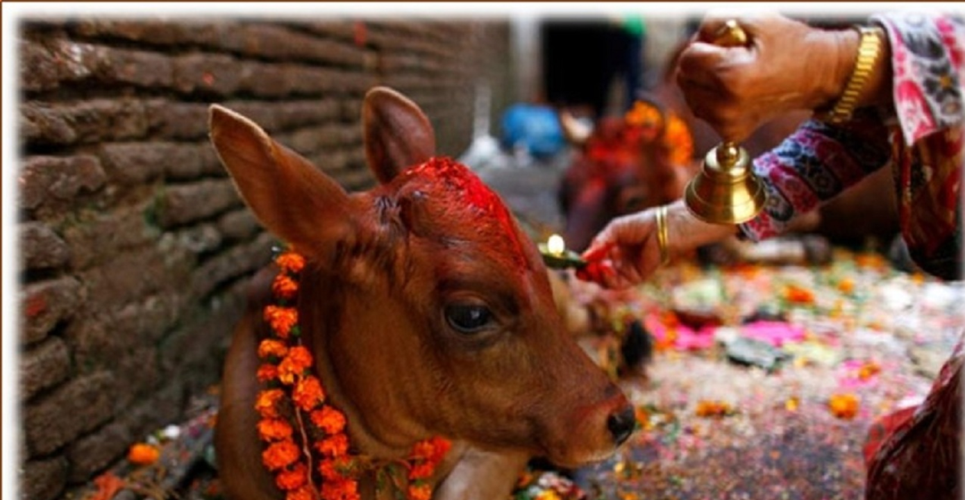 आज कृष्ण औँसी 'गाईतिहार'