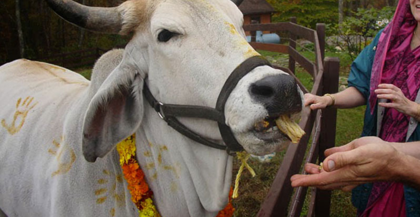 आज गोवर्द्धन पूजा, गोरु, किसान र हलोको पूजा गरिँदै