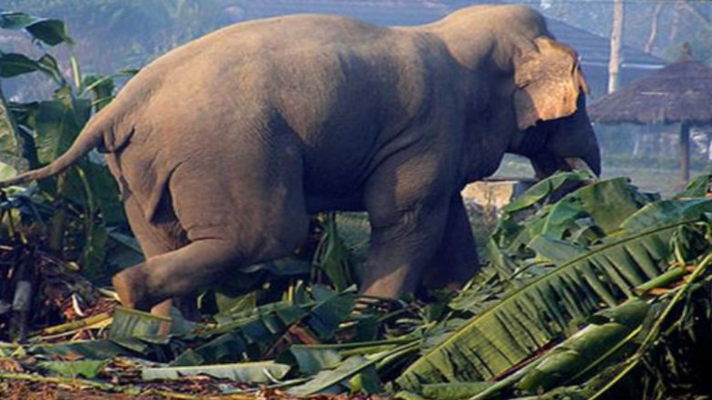 बर्दियामा भारतबाट आएका जङ्गली हात्तीको आतंक