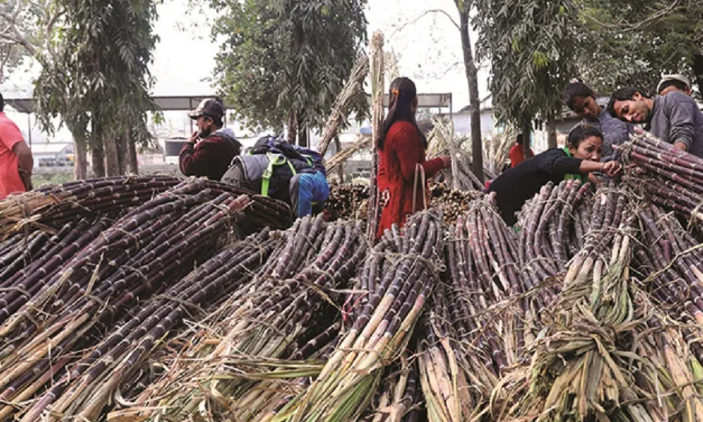 सस्तोमा उखु बेच्न बाध्य सर्लाहीका किसान