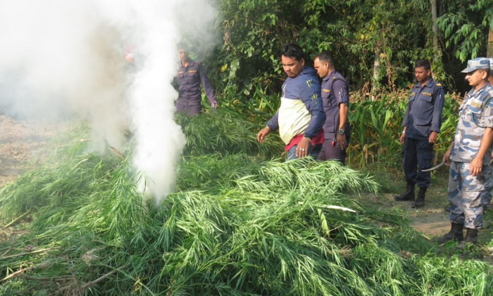 सिरहामा १५ कठ्ठा जमिनमा लगाइएको गाँजा नष्ट