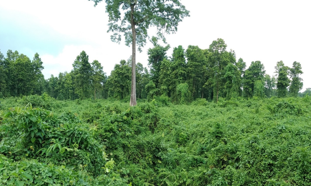 धान फल्ने खेत वनमाराले ढाक्यो