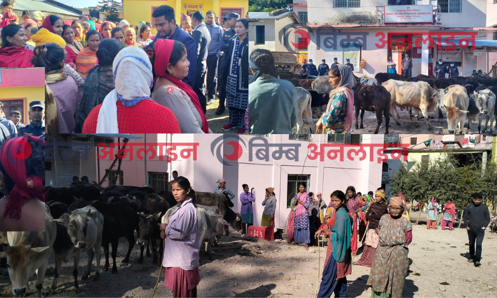 नगरपालिकाले छाडा चौपाया व्यवस्थापनको माग गर्दा नटेरेपछि स्थानीयहरुले नगर कार्यालयमा लगे चौपायाहरू