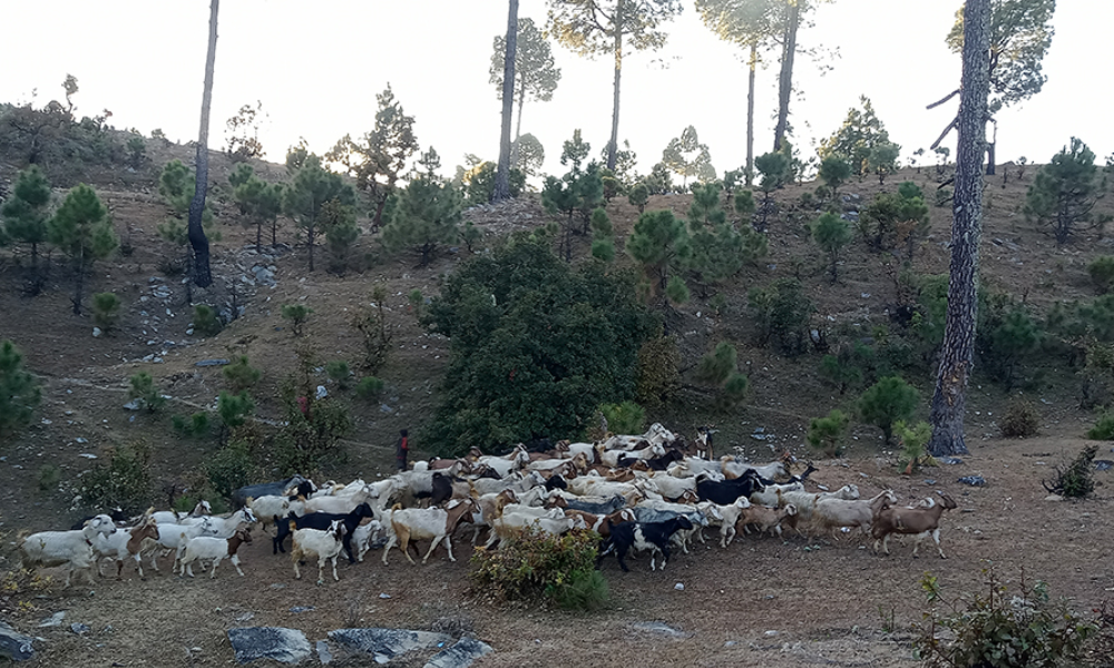 बाख्रा पालनबाट मनग्य आम्दानी