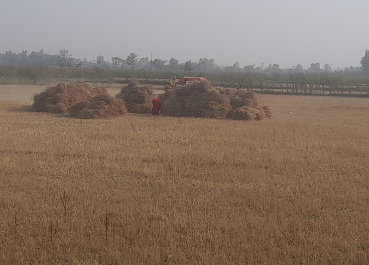 मधेश प्रदेशमा गहुँ उत्पादनमा वृध्दि
