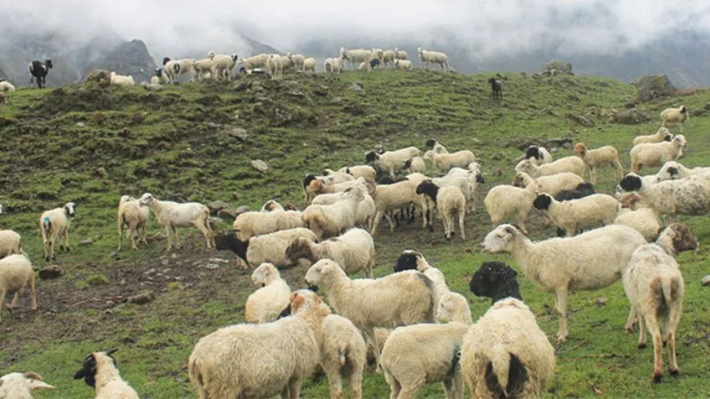 म्याग्दीमा चट्याङ लागेर ४५ भेडाको मृत्यु