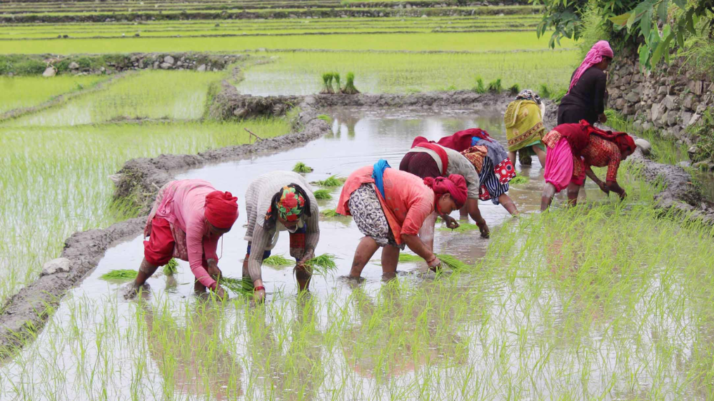 आज धान दिवस