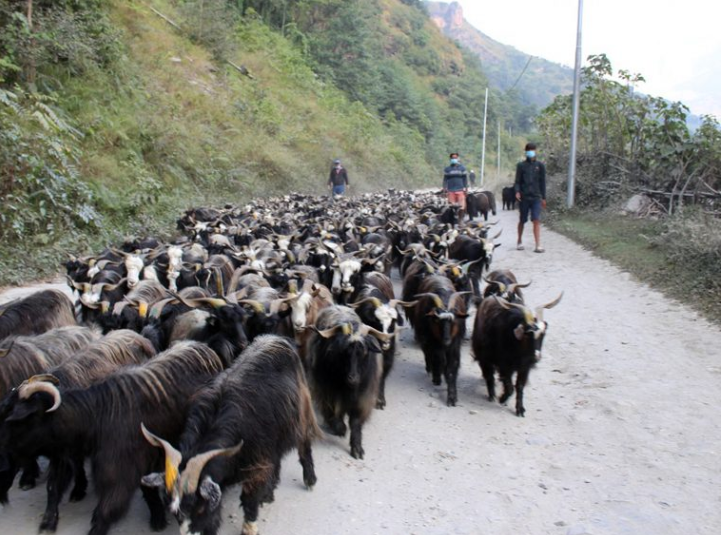 पूर्वगाउँपालिका अध्यक्ष धामी पोखरामा च्याङ्ग्रा व्यापारमा व्यस्त