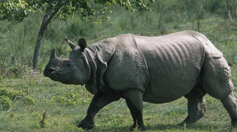 गैँडा मारेको घटना छानविन गर्न माग