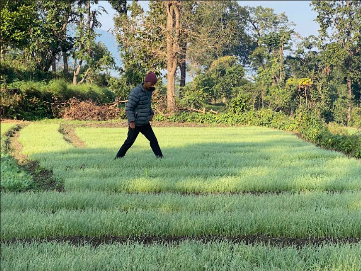 गाउँघरमा तरकारी खेति गरेर वार्षिक ३ लाख आम्दानी