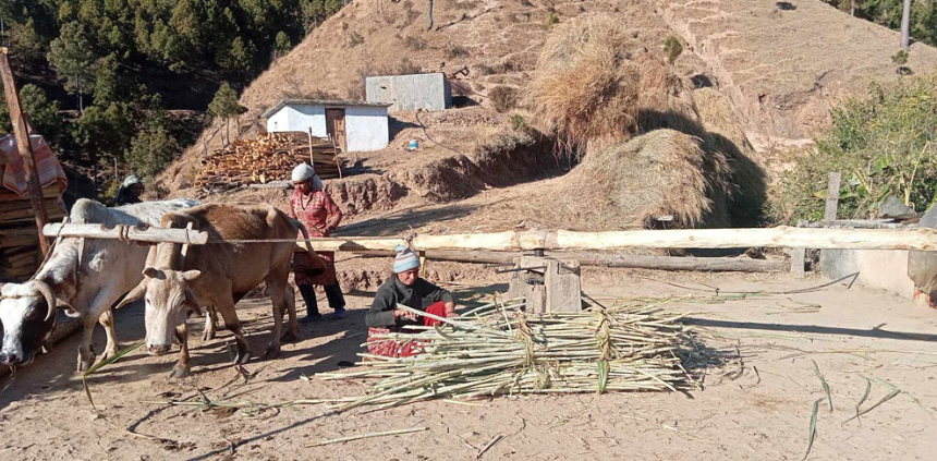 स्थानीय गुड पाउनै मुस्किल