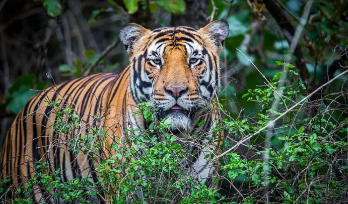 बर्दियामा बाघ हेर्न आउँछन् विदेशी पर्यटक, ६ महीनामा ४ हजार आए