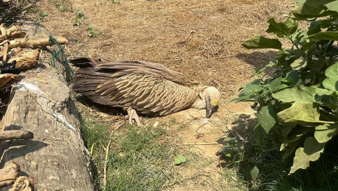 बिरामी हिमाली गिद्धको उद्धार