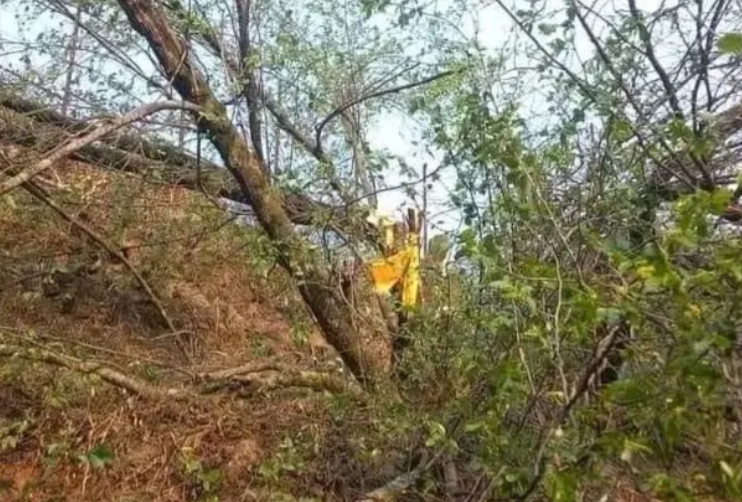 बोधिचित्तको रुख काटेको आरोपमा चार जना पक्राउ