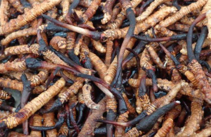 यार्सागुम्बा लुट्ने हतियारधारी समूह पक्राउ