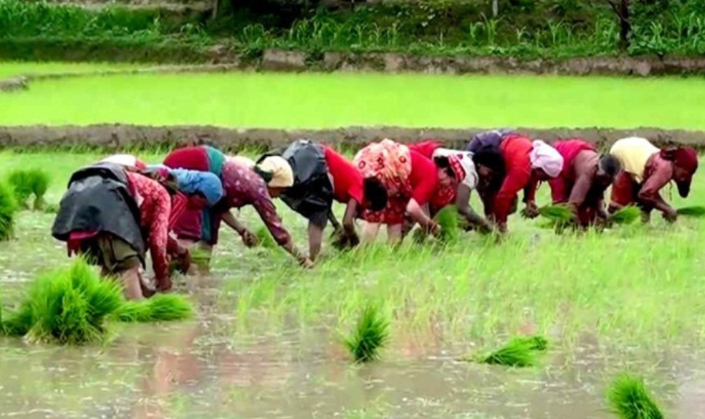 असार सकिनै लाग्दा ३८ प्रतिशत मात्रै सकियो रोपाइँ