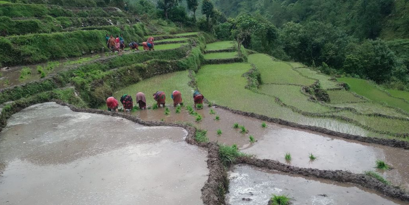 बाजुरामा ८० प्रतिशत रोपाइँ सम्पन्न
