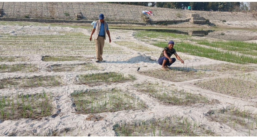 बगरमा प्याज खेती गर्दै किसान