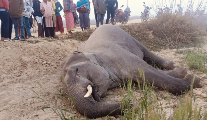 कञ्चनपुरमा वयस्क जङ्गली हात्ती मृत फेला