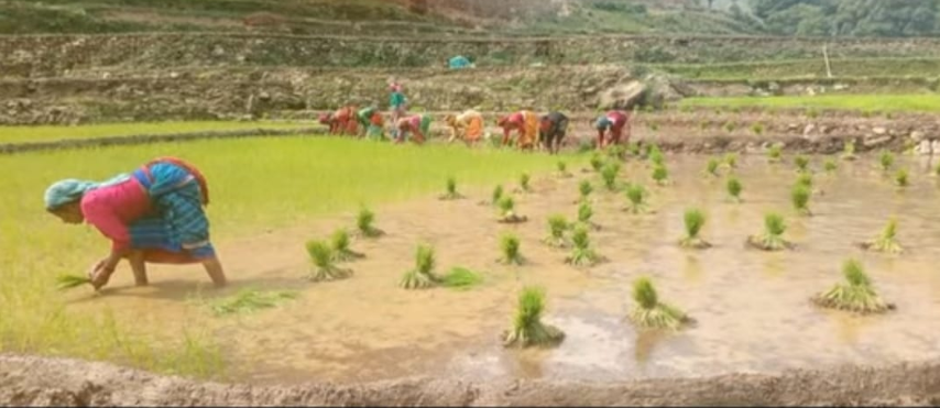 जेठमै रोपियो १८ प्रतिशत धान