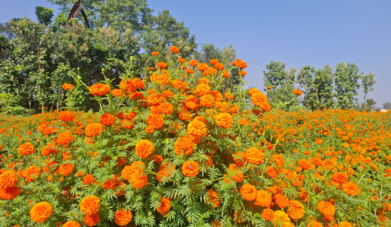 धनगढीमा   फूल खेती  वढ्दै