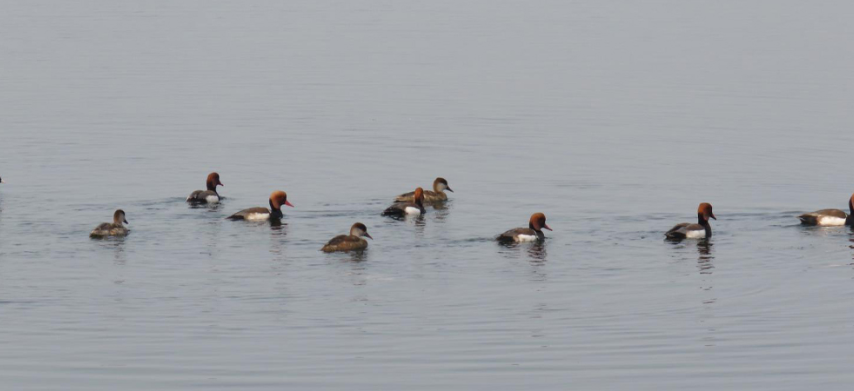 तालतलैयामा पाहुना चराको चहलपहल