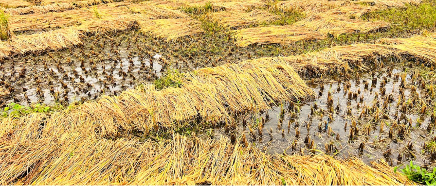 बेमौसमी वर्षा  गुल्मीमा ५ करोडको धानबाली नष्ट