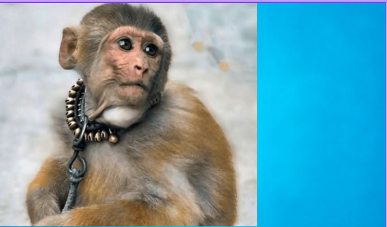 चुनावमा चटके राजनीति  !