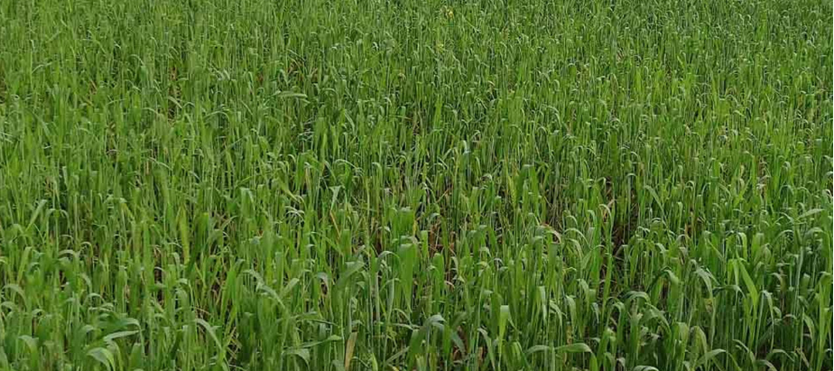 चितवनको गहुँमा नयाँ रोग