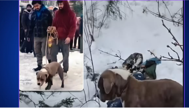 एउटा   कुकुरको  निष्ठा र मायाँको दुर्लभ उदाहरण भाइरल