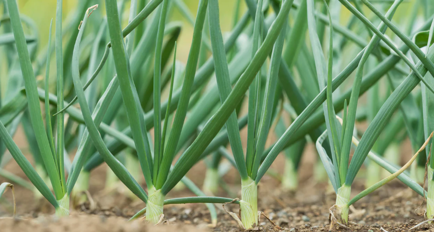 कर्णाली नदी बगरमा लोभलाग्दो प्याजखेती