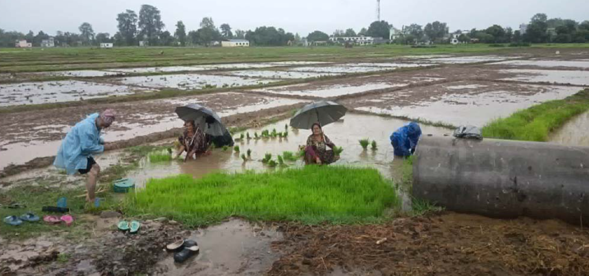 वर्षाले किसानलाई राहत